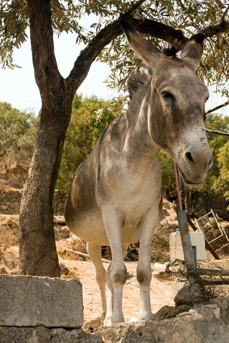Griechische Esel