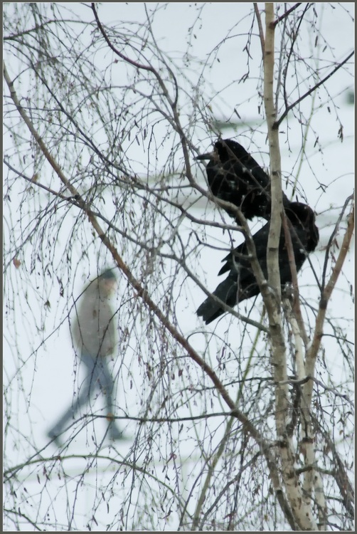 The Rooks sind angekommen ... früh ...