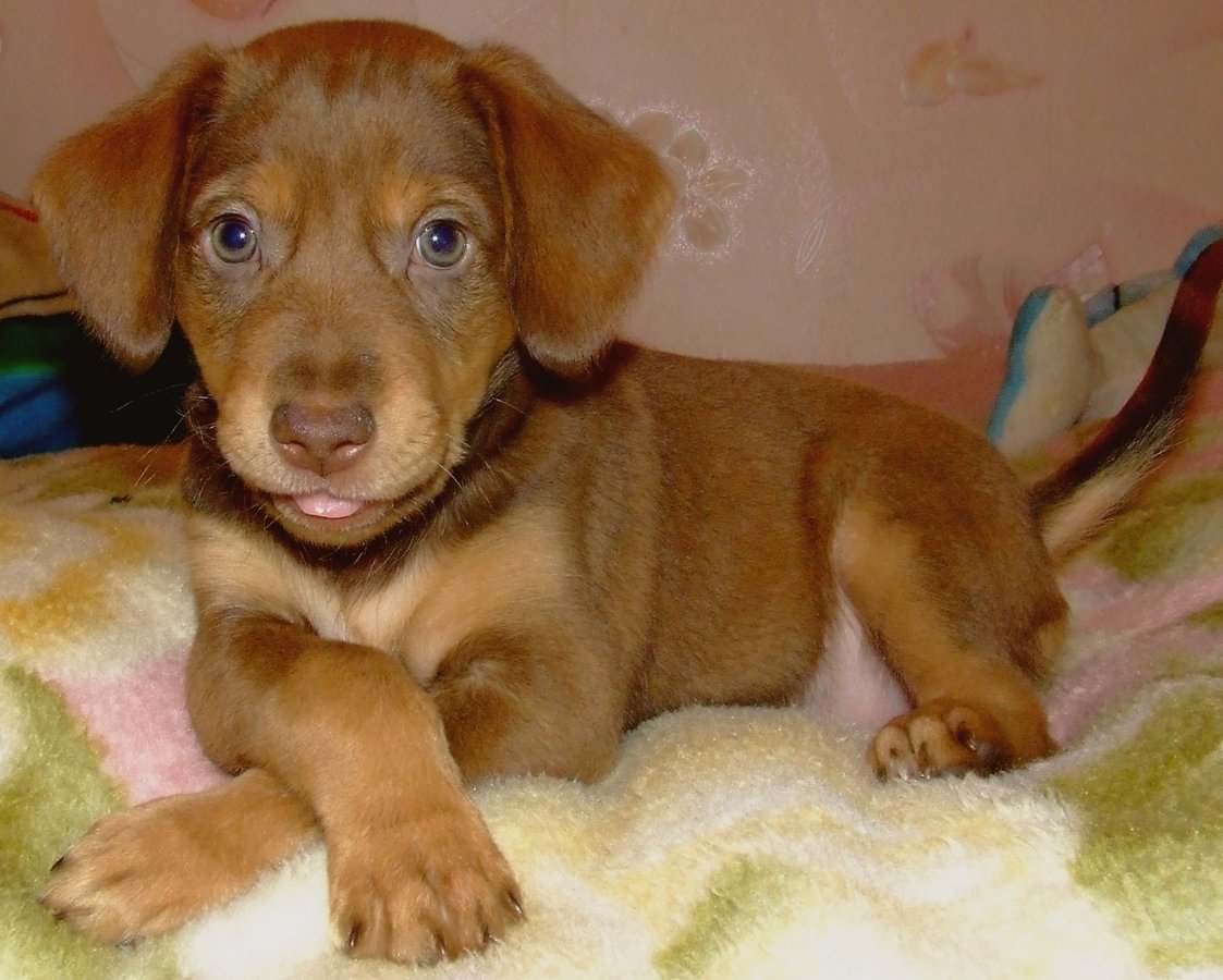 die Hunde sind, lächeln