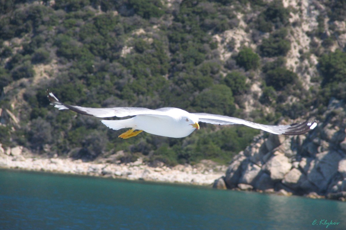 Auf der Suche Räuber