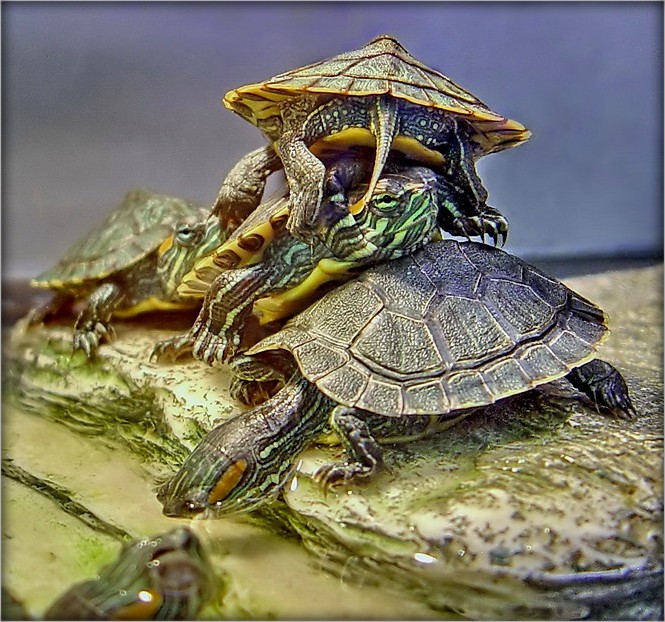 nichts, was ich ..spinoy für Sie?