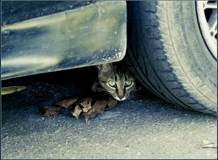 Wer ist nicht verborgen - ich weiß nicht schuld!