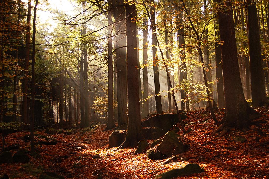 ... In der Kraft des Herbstes ...