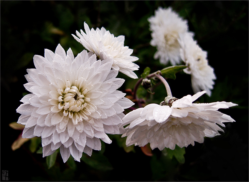Chrysanthemen