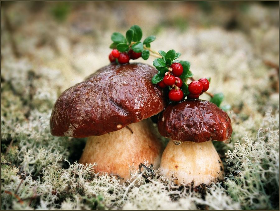 Mushroom Hochzeit