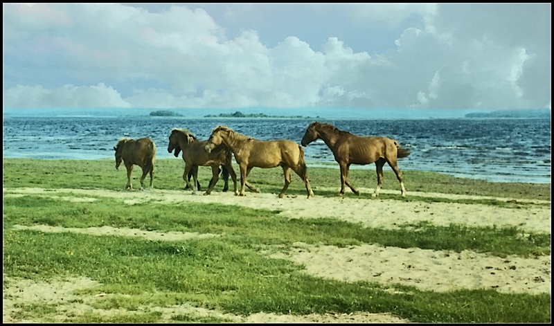 Kostenlose Leben ...