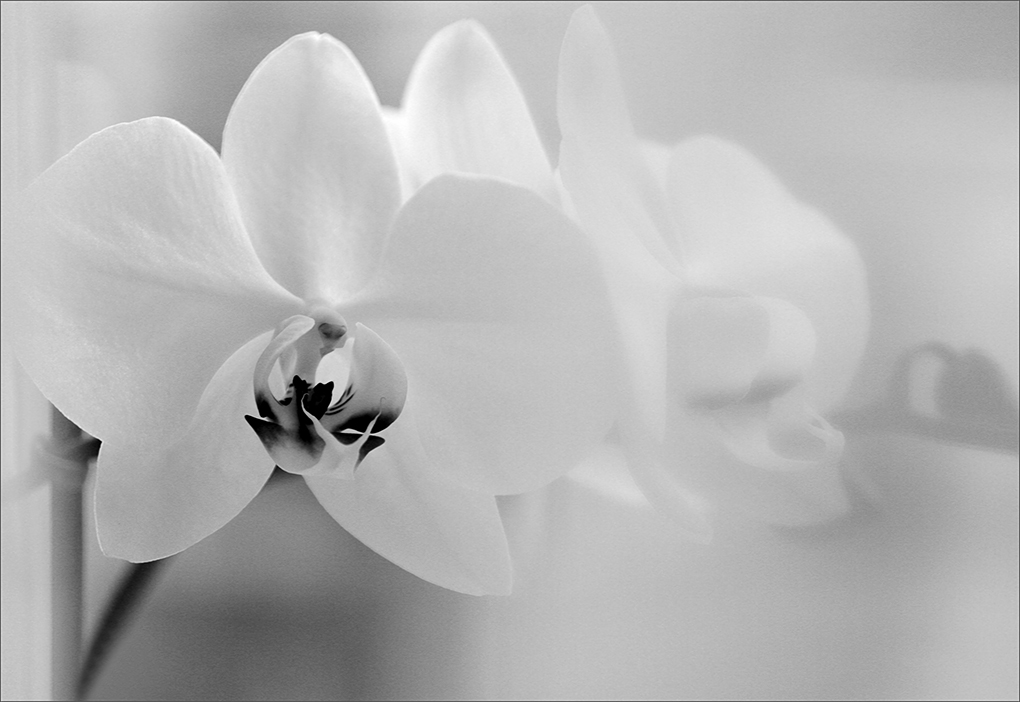 Wohnen auf der Fensterbank
