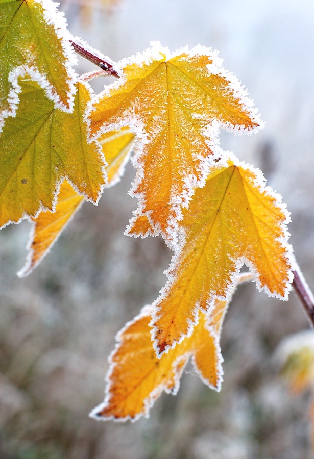 Die ersten Frost. Manchmal im Winter. Geht zu untersuchen.