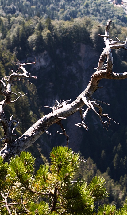 alle Lebewesen - Gras 02