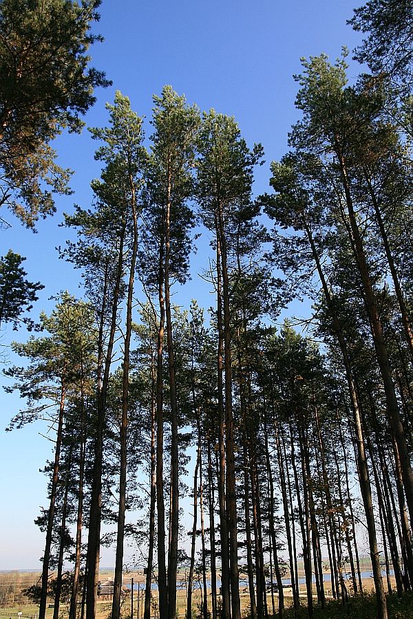 Pines in der Nähe von Schloss Puslovskih