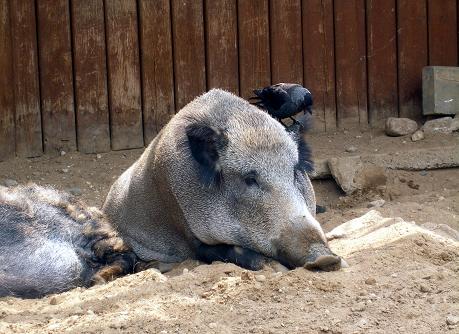 Wildschwein