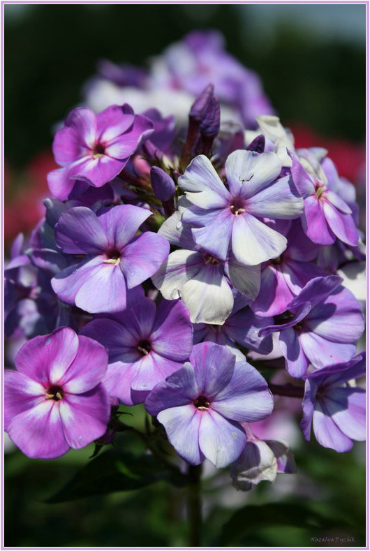 Phlox Floksovich