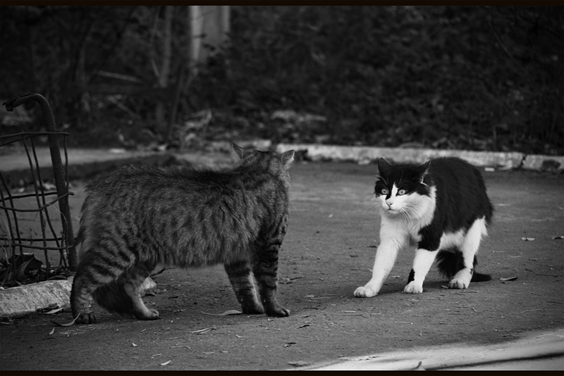 CHE! - Entschuldigen Sie hören konnte.