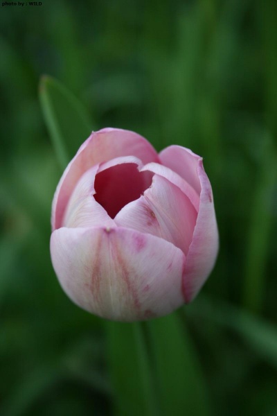 Tulip