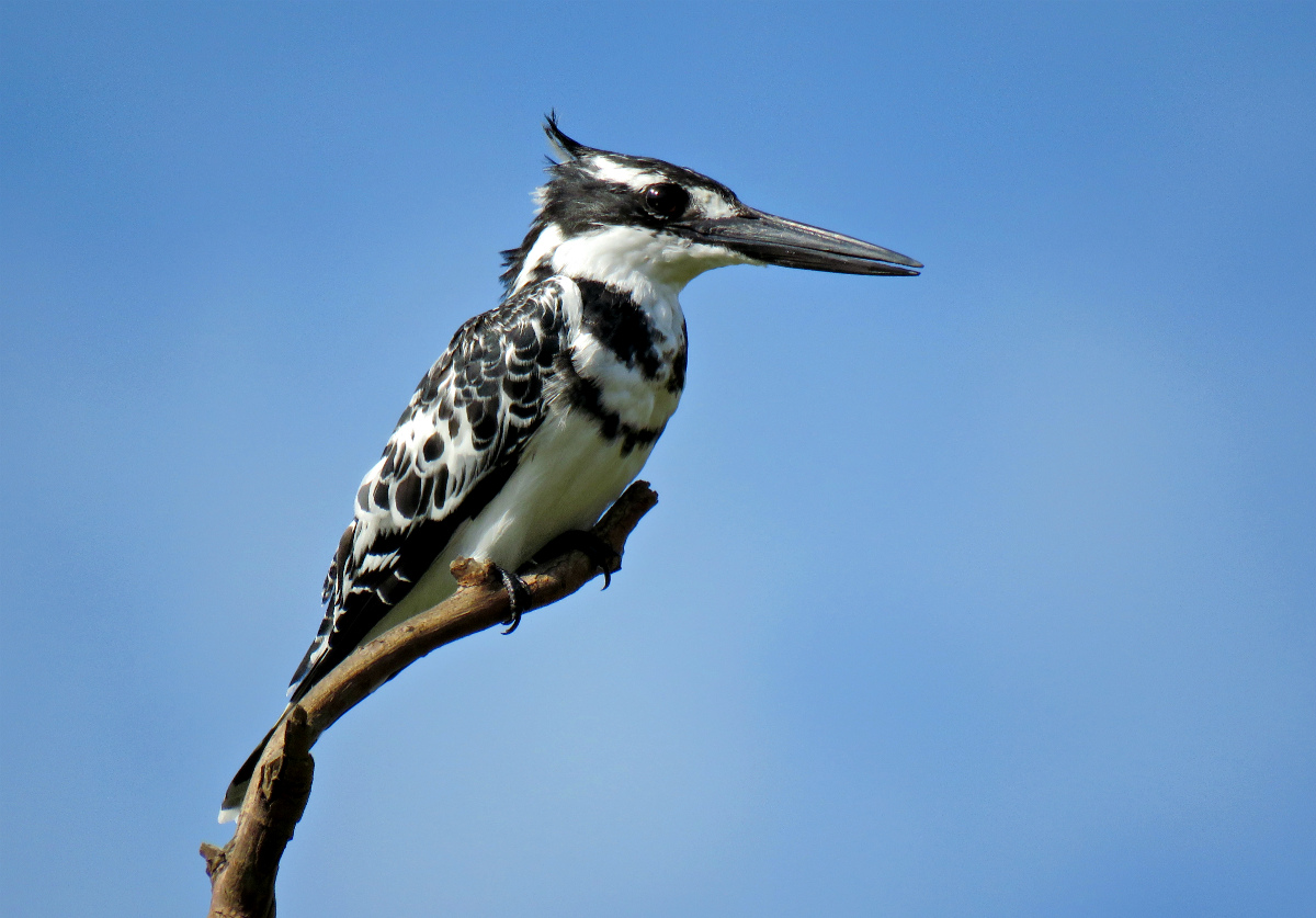 Little Pied Kingfisher