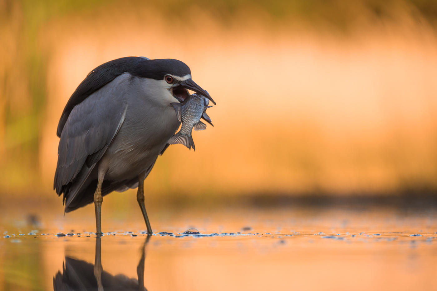 Nachtreiher mit Beute