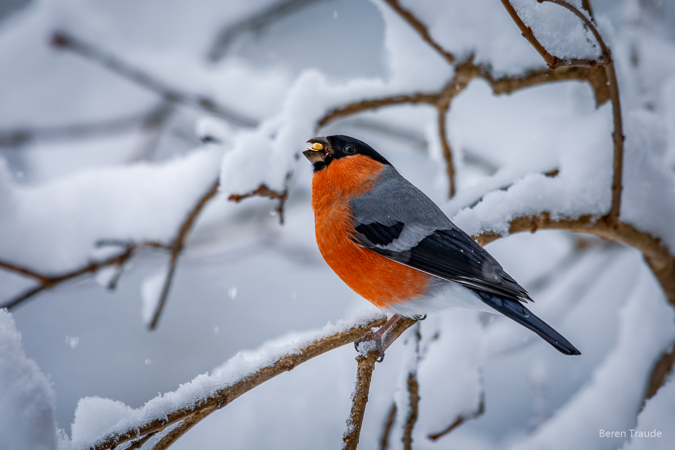 **Der Dompfaff im Winterwald*