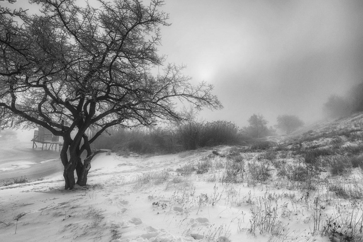 schwarze und weiße Winter