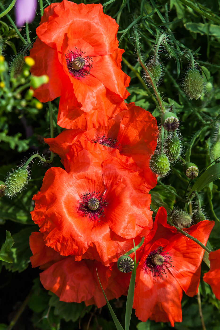 Mohn