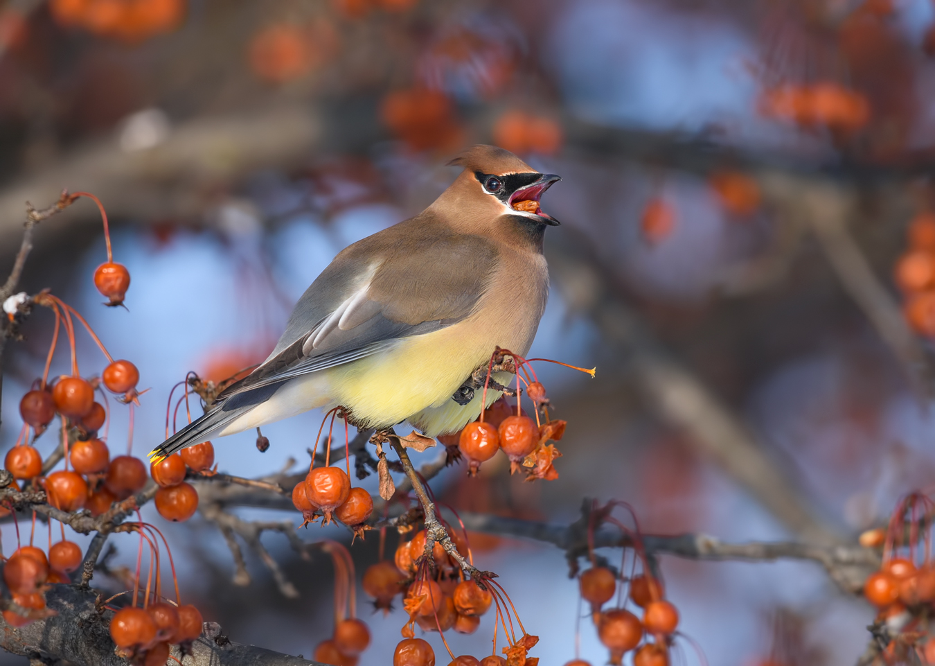 Cedar waxwing