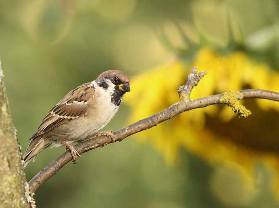 letzten Tag des Sommers