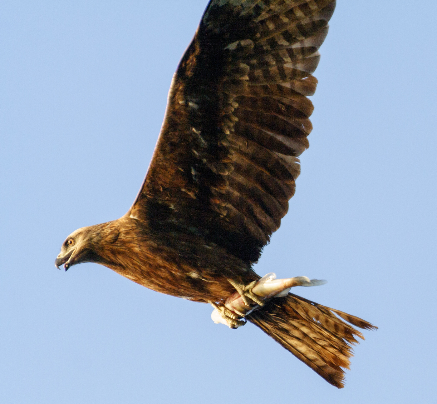 erfolgreichen Fischfang