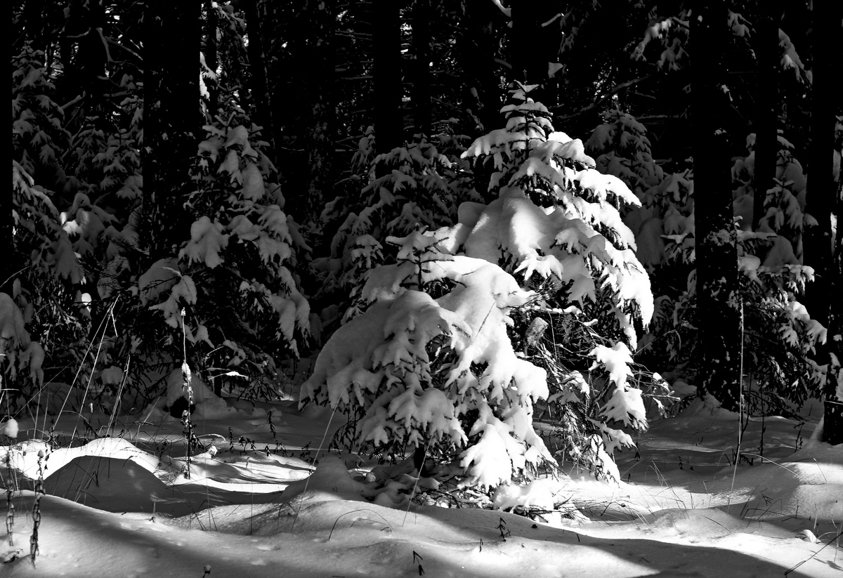 Vorweihnachtliche Stimmung