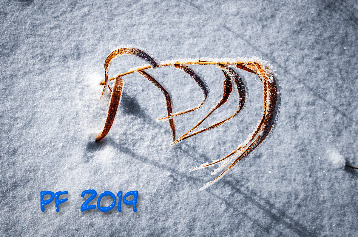 PF-2019