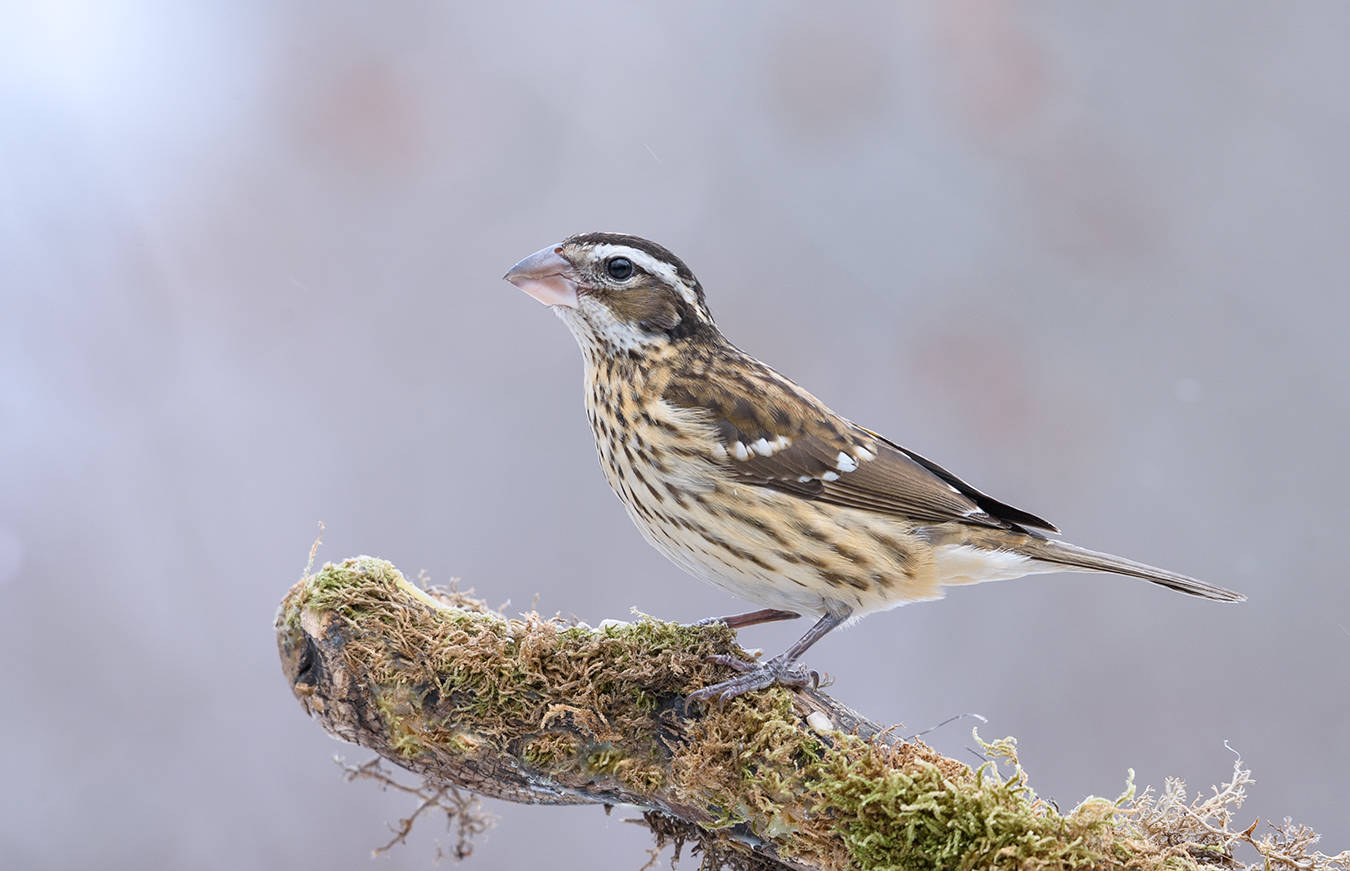 Rose-breasted Grosbeak (female)
