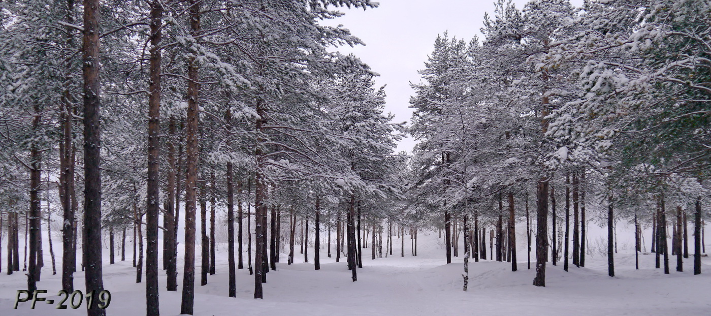 PF-2019