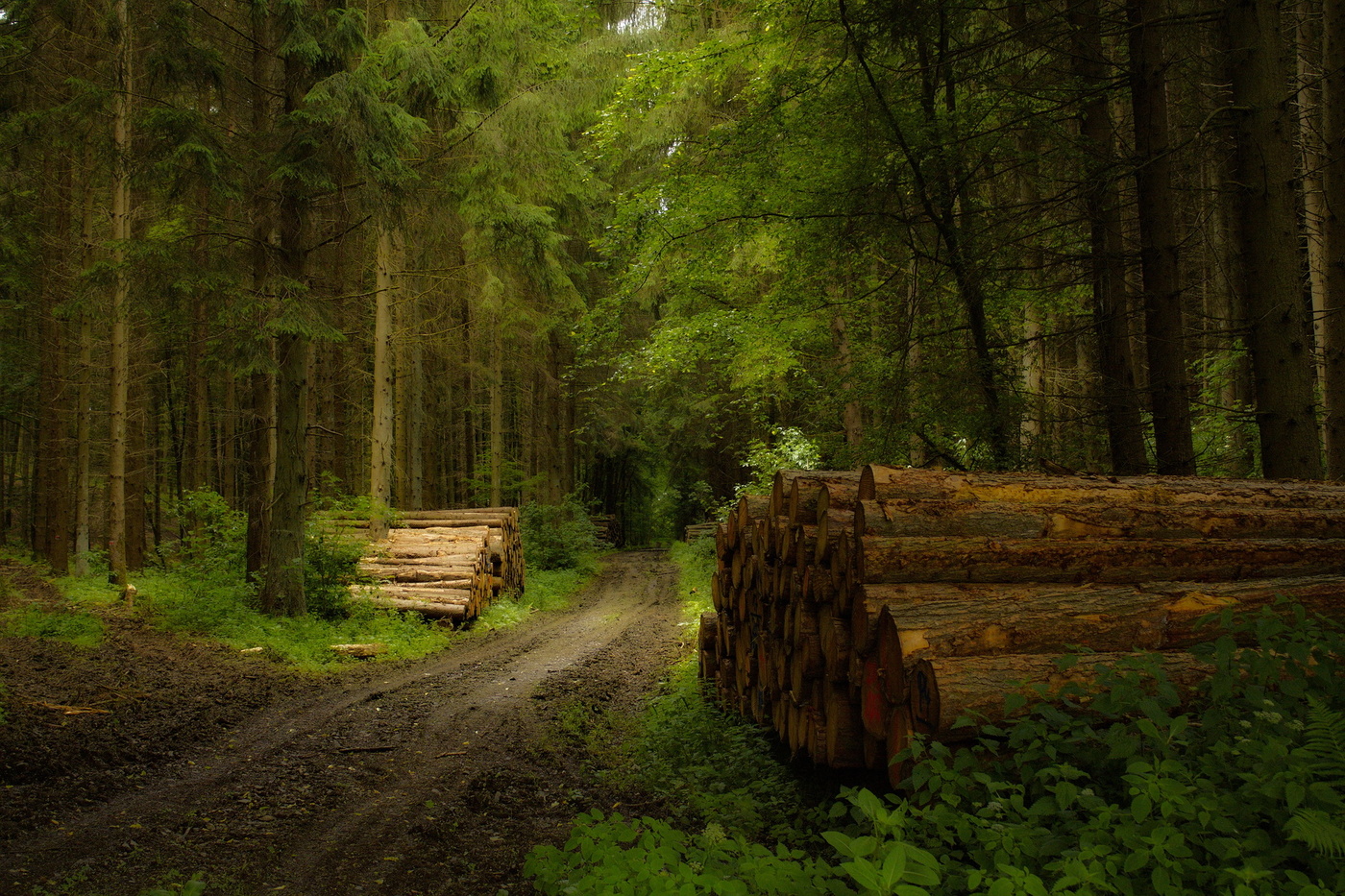 Der Beginn des Sommers