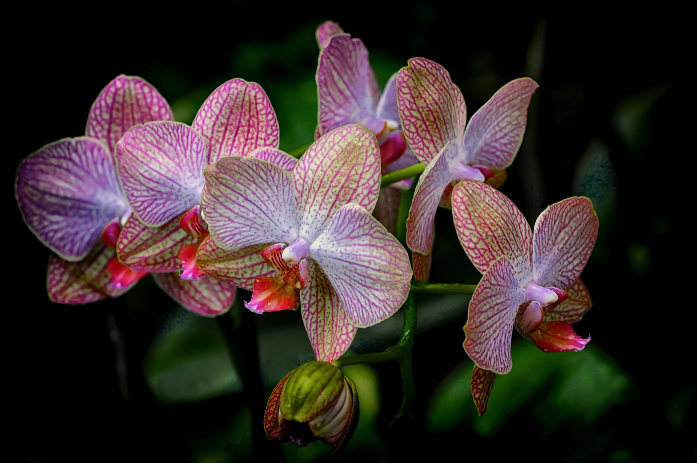 Orchideen