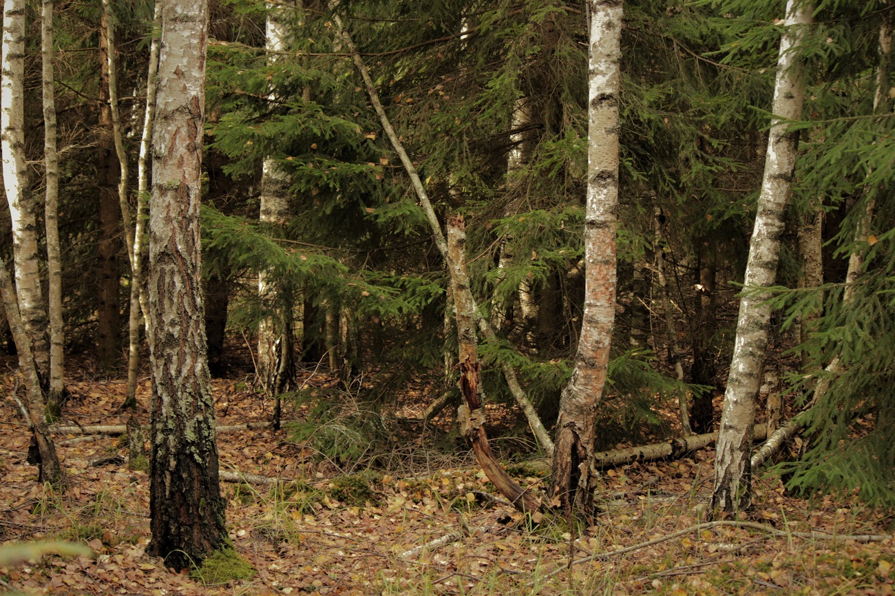 In einem dichten Wald