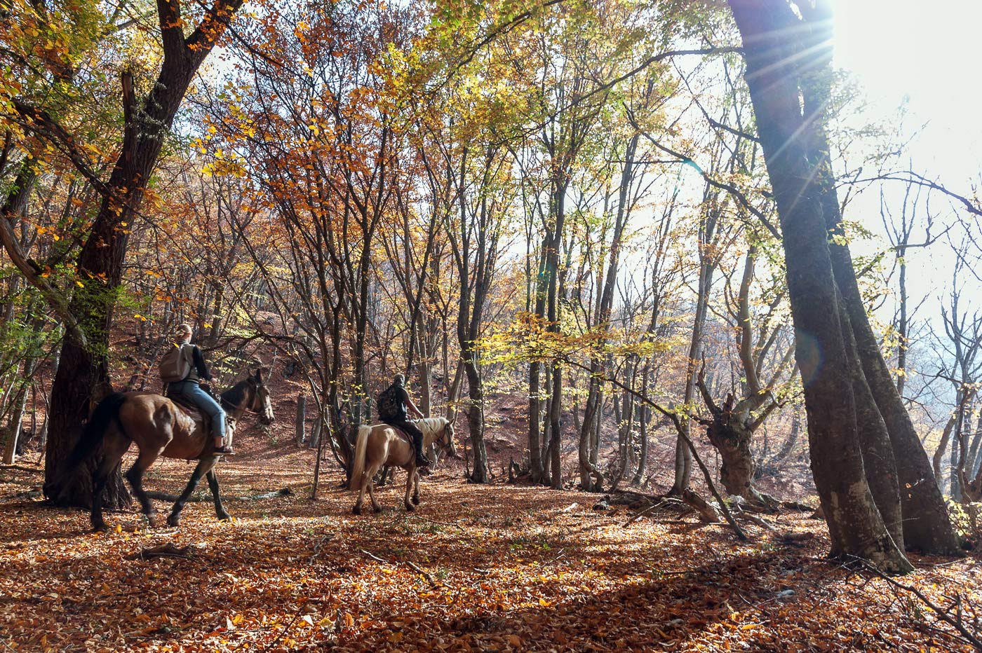 in den herbstlichen Wald