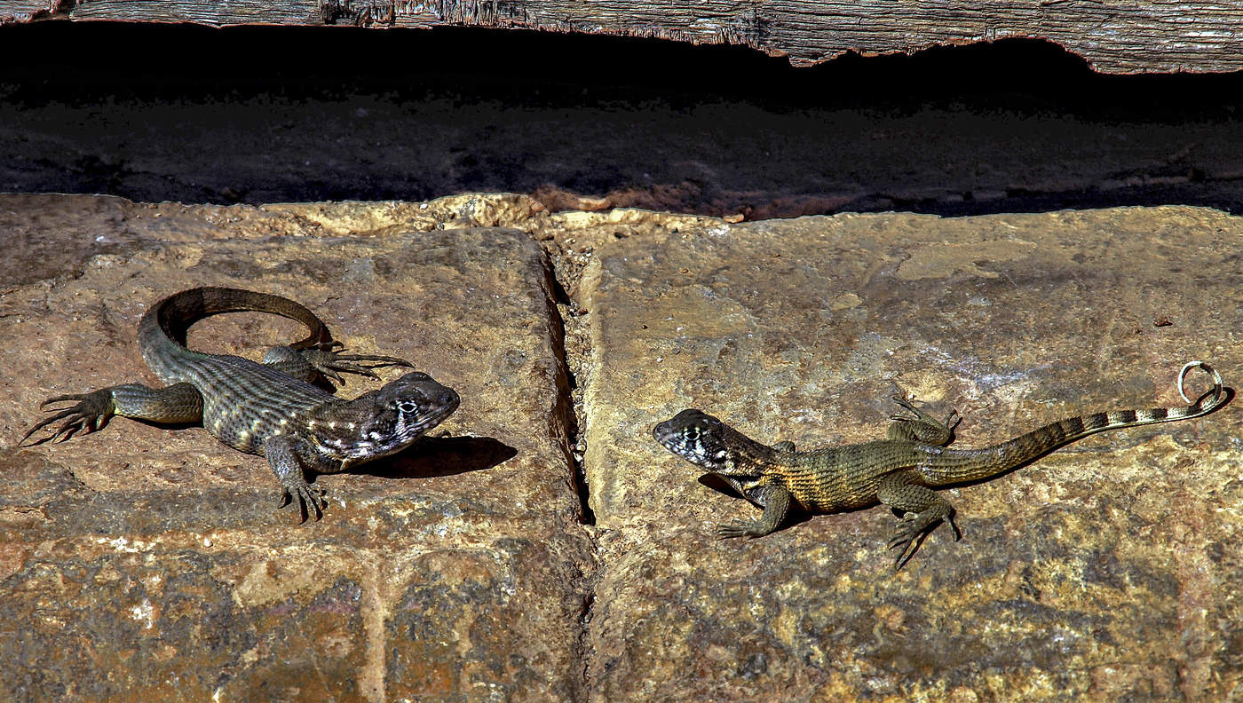 Aufrichtigen Gespräch