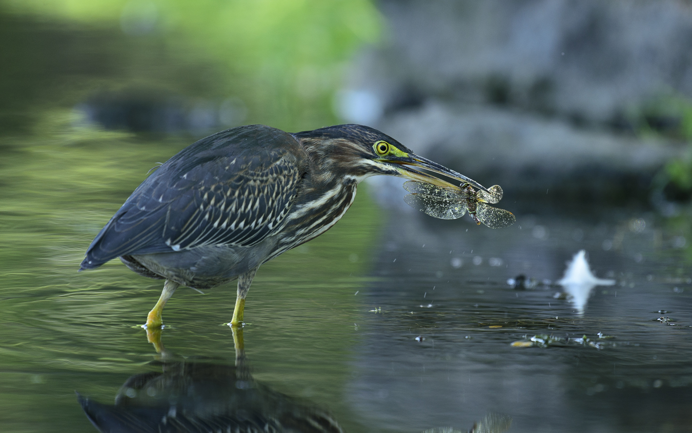 Green heron (juvenile)