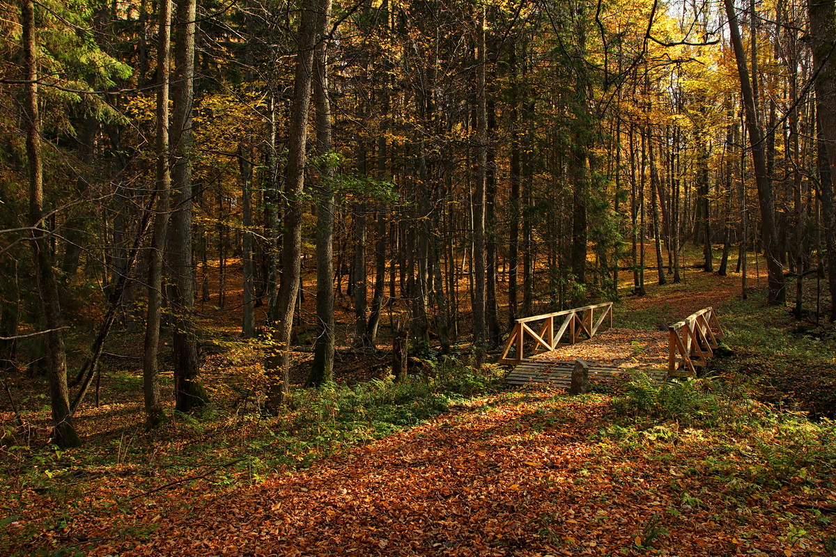 in den herbstlichen Wald