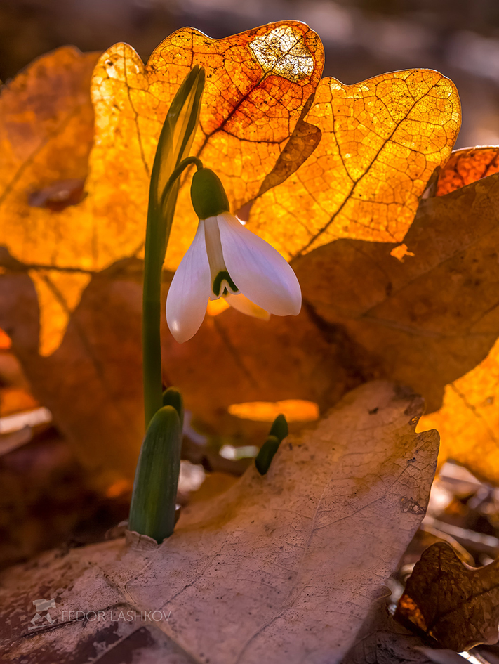 Unter dem Schutz der