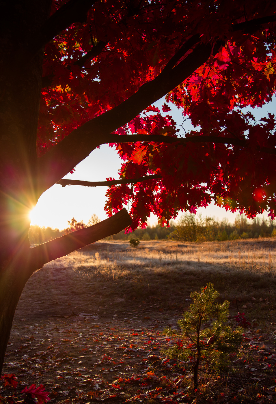 Herbst Morgendämmerung
