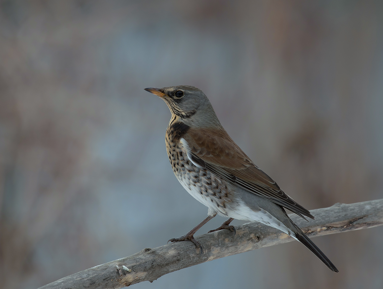 Thrush Wacholderdrossel