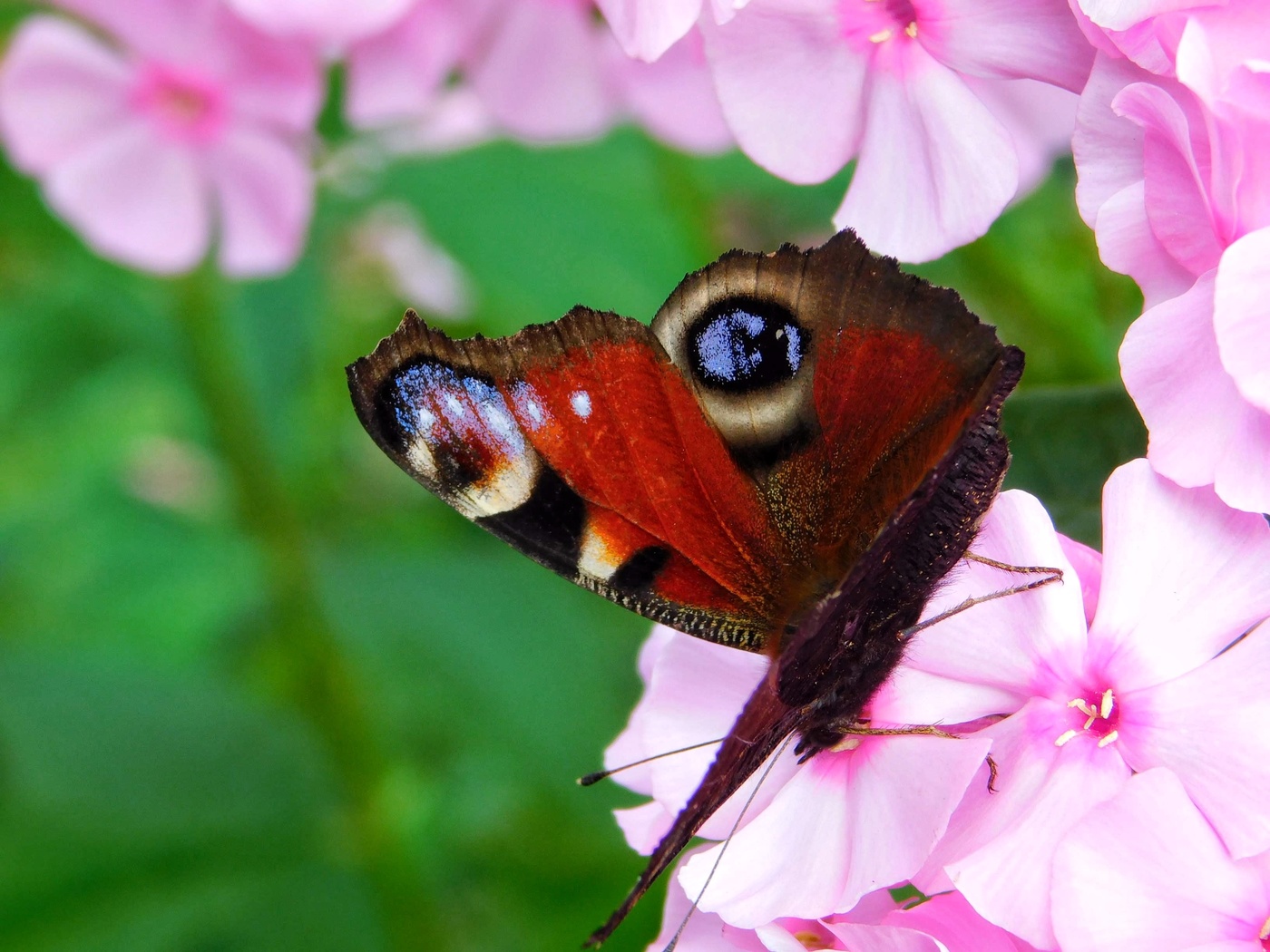 Erinnerungen an den Sommer