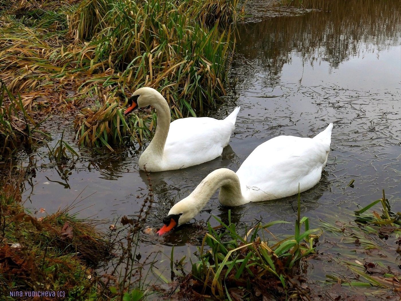 Swans