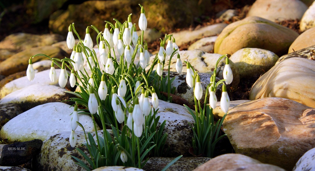 Der Hauch von Frühling.