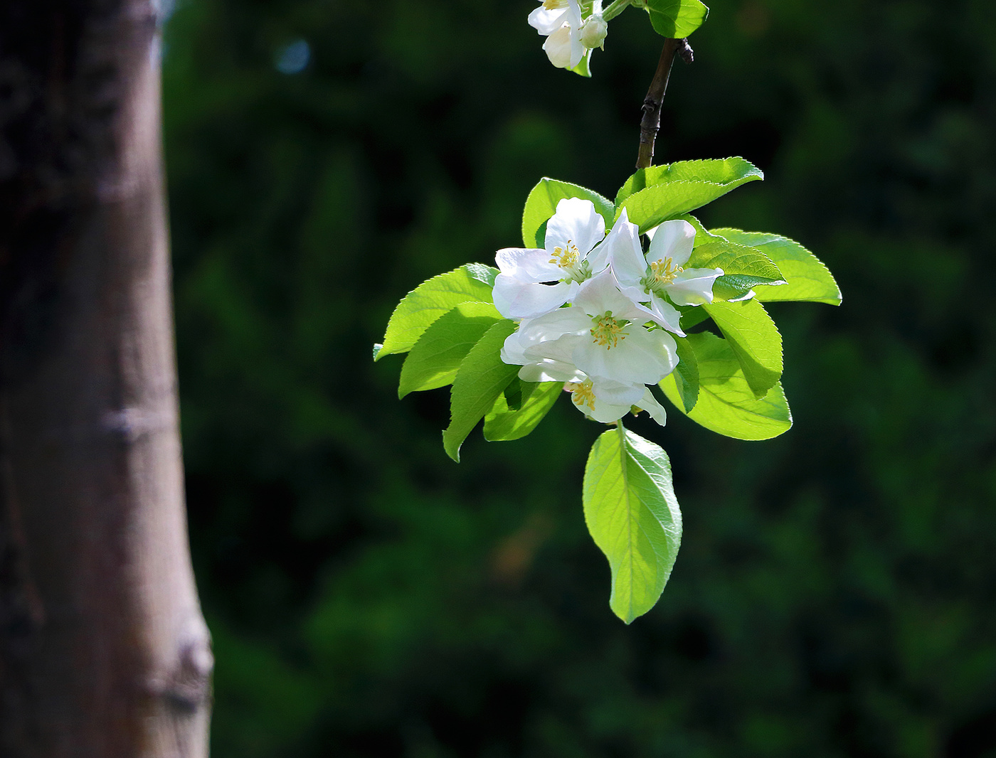 Der Frühling kommt ...
