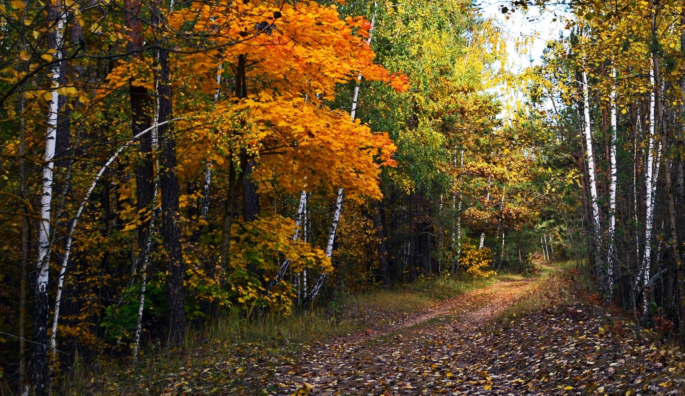 in den herbstlichen Wald