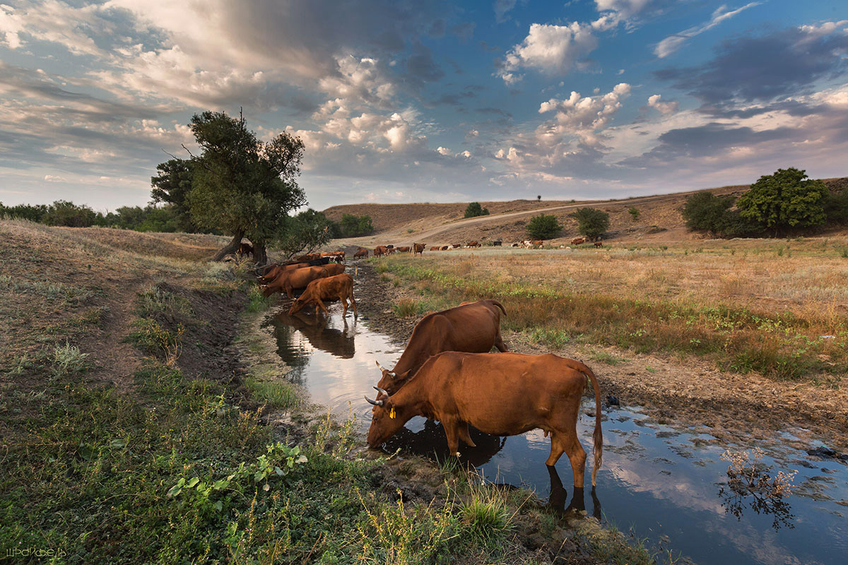 Evening Bewässerung
