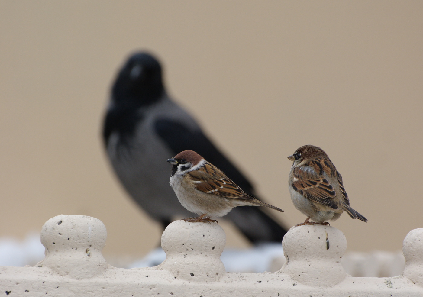 Sparrows