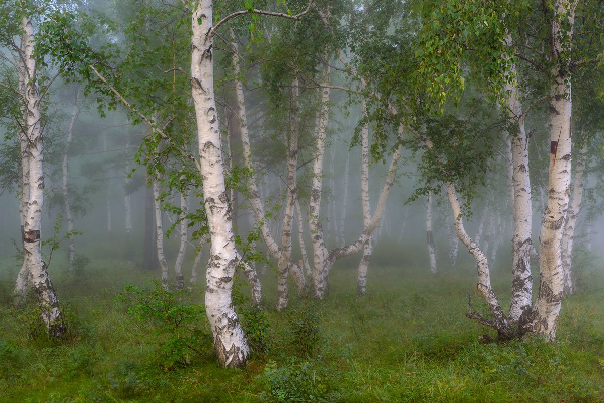 Morgen im Birkenwald