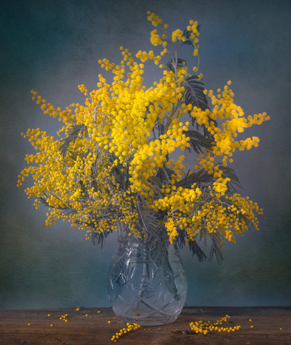 Mimose