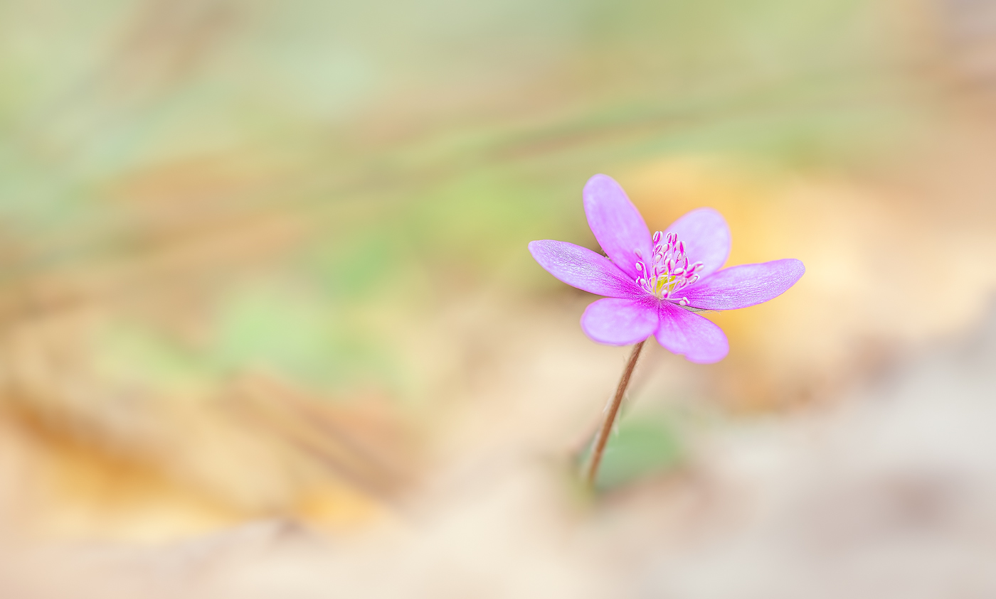 heute im Leberblümchenwald